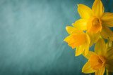 Kvetoucí jarní narcisy   