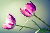 Tulipánové duo v růžové