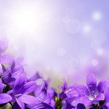 Květiny šťavnatých fialek