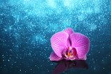 Elegantná fialová orchidea vo vodnej hladine