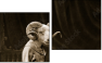 Diptych