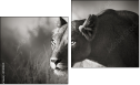 Diptych