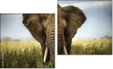 Diptych
