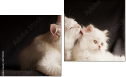 Diptych