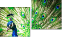 Diptych