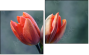 Diptych