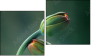 Diptych