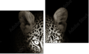 Diptych
