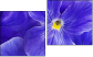 Diptych