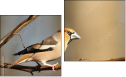 Diptych