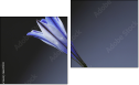 Diptych