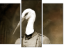 Triptych