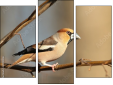 Triptych