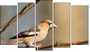 Pentaptych