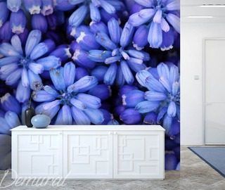 kralovsky modra fototapety kvetiny fototapety demural