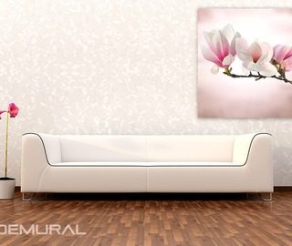 kvetouci magnolie kvetiny plakaty demural